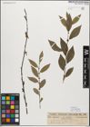 Foto von Salix myrsinifolia Salisb.